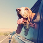 Traveling Louisiana